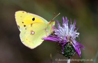 Clouded Yellow butterfly (Colias croceus)