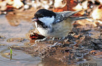 Coal Tit (Periparus ater)