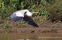 Cocoi Heron (Ardea cocoi)