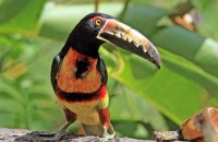 Collared Aracari (Pteroglossus torquatus) 1