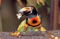 Collared Aracari (Pteroglossus torquatus) 2