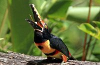 Collared Aracari eating a banana (Pteroglossus torquatus) 3