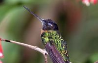 Collared Inca (Coeligena torquata) taking a short nap