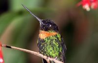 Collared Inca (Coeligena torquata)