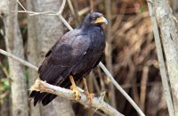 Common Black-Hawk (Buteogallus anthracinus)
