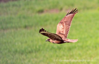 Common Buzzard (Buteo buteo) flying