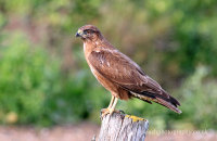 Common Buzzard (Buteo buteo)