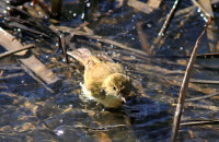 Common Chiffchaff (Phylloscopus collybita) bathing