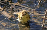 Common Chiffchaff (Phylloscopus collybita) bathing
