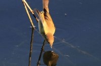 Common Chiffchaff (Phylloscopus collybita) hunting for insects in the reeds