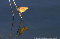 Common Chiffchaff (Phylloscopus collybita) hunting for insects in the reeds