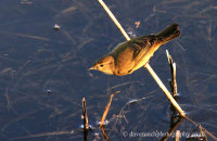 Common Chiffchaff (Phylloscopus collybita) hunting for insects in the reeds