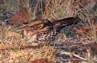 Common Pauraque (Nyctidromus albicolis)