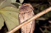 Common Potoo (Nyctibius griseus)