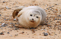 Common Seal pup on Blakeney Point beach (Phoca vitulina)