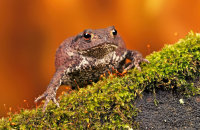 Common Toad (Bufo bufo) 1