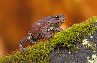 Common Toad (Bufo bufo) 2