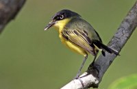 Common Tody-Flycatcher (Todirostrum cinereum) 2