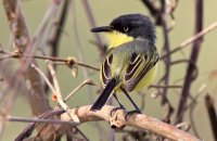 Common Tody-Flycatcher (Todirostrum cinereum) 1
