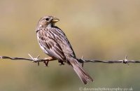 Corn Bunting (Emberiza calandra) 1