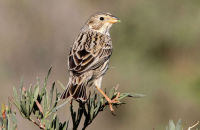 Corn Bunting (Emberiza calandra) 2