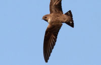 Crag Martin (Ptyonoprogne rupestris)  Quite a challenge for in-flight shots!