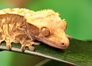 (i) Crested Gecko (Rhacodactylus ciliatus)