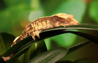 (ii) Crested Gecko (Rhacodactylus ciliatus)