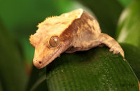 (iii) Crested Gecko (Rhacodactylus ciliatus)