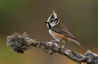 Crested Tit (Lophophanes cristatus)
