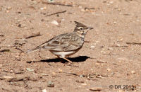 Crested Lark (Galerida cristata)