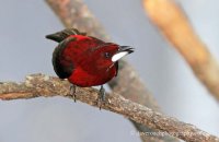 Crimson-backed Tanager (Ramphocelus dimidiatus)