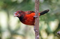 Crimson-backed Tanager female (Ramphocelus dimidiatus)