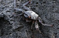 Cryptic young Sally Lightfoot Crab (Grapsus grapsus) (3) on the black rocks.