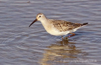 Curlew Sandpiper (Calidris ferruginea)