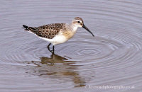 Curlew Sandpiper (Calidris ferruginea) 1