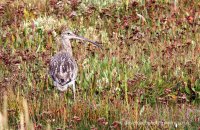 Curlew on Stiffkey Marsh (Numenius arquata) 3