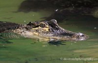 Female American Alligator (Alligator mississippiensis) 'Daisy'