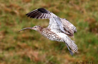 Curlew flying (Numenius arquata) 2