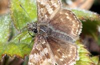 Dingy Skipper (Erynnis tages) 1