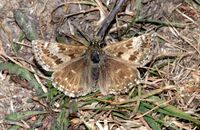 Dingy Skipper (Erynnis tages) 2