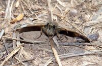 Dingy Skipper (Erynnis tages) 3