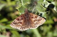 Dingy Skipper (Erynnis tages) 4