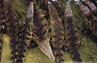 Nile Crocodiles (Crocodylus niloticus) 2. 'Dinner queue?'