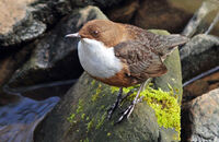 Dipper (Cinclus cinclus) 1