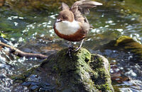 Dipper (Cinclus cinclus) 2