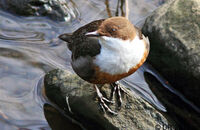 Dipper (Cinclus cinclus) 3