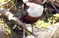 Dipper (Cinclus cinclus) 4. Gathering nest material.