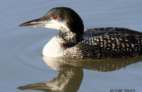 Great Northern Diver (Gavia immer) 4