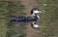 Great Northern Diver  (Gavia immer) 1
